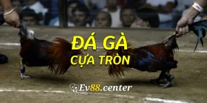 dagacuatron1